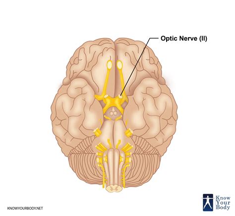 nervus opticus|The Optic Nerve